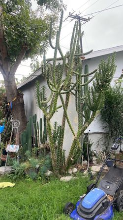 Various mature cacti for sale .