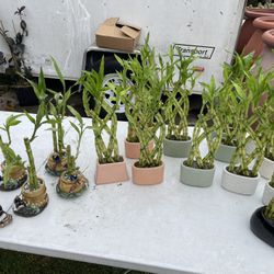 Lucky Bamboo Plants 18”tall ($10 each )