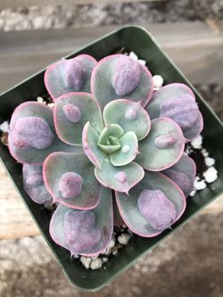 Succulents- raindrops 4”