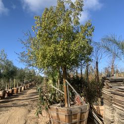Cinnamomum camphora , camphor tree, camphorwood shade tree 36” Box