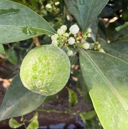 Dwart Meiwa Kumquat Trees 3F $60 Each Price Firm