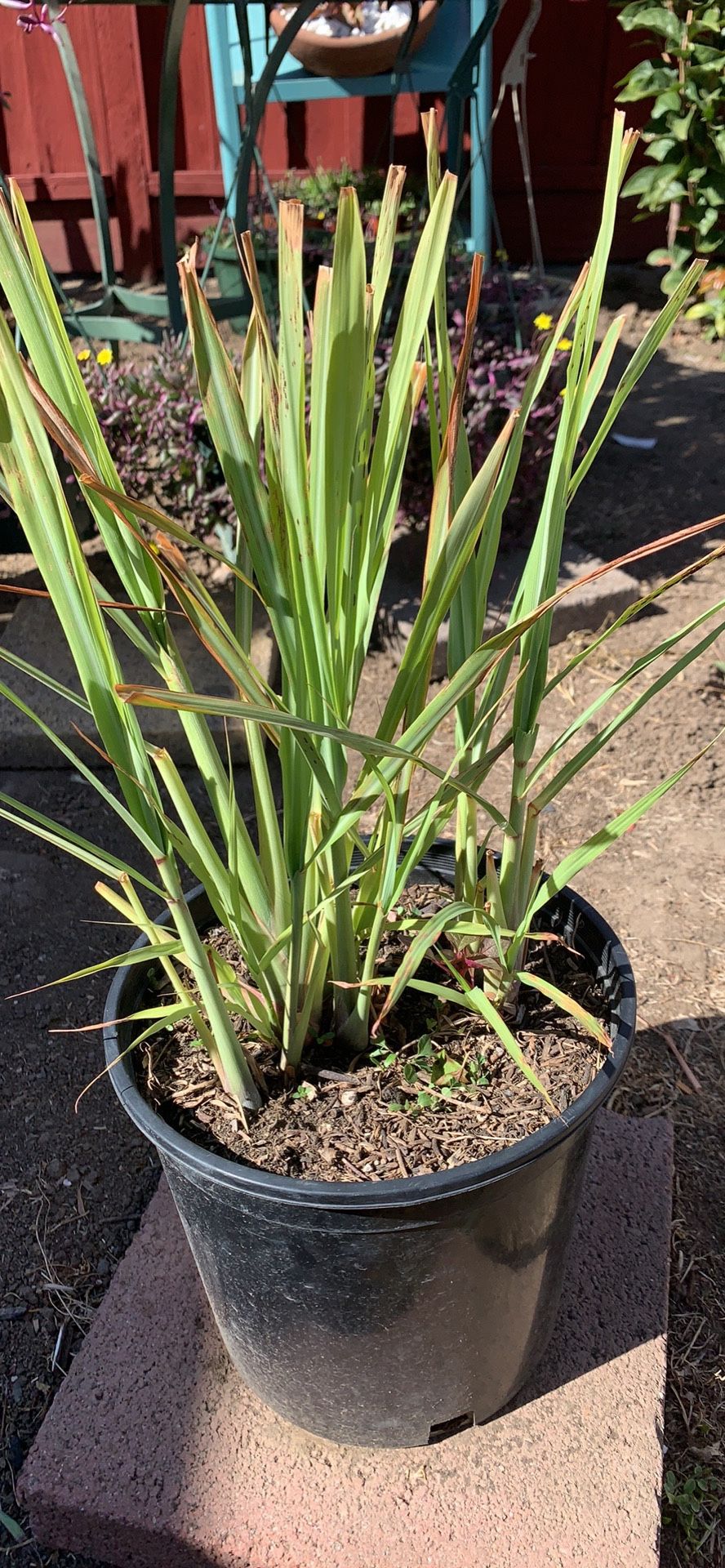 Lemongrass Plant 