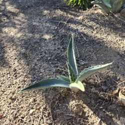 Blue Agave plant.