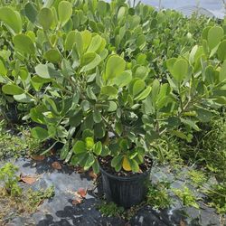 huge clusias Instant privacy Hedge for fence