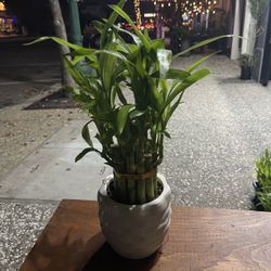 lucky bamboo with a white  pot 