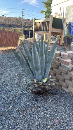 FREE Agave Plant - Lemon Grove Federal Blvd