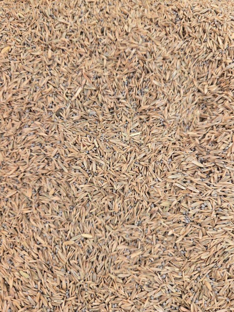 Pasture Seed Woth Clover