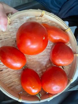 Show me the tomato you grow !