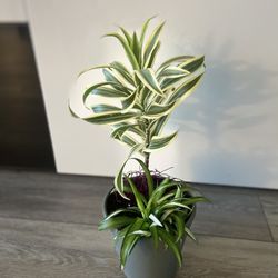 Housplant 2 Plants Indian Dracena And Rare Verigated Spider Hawaiian