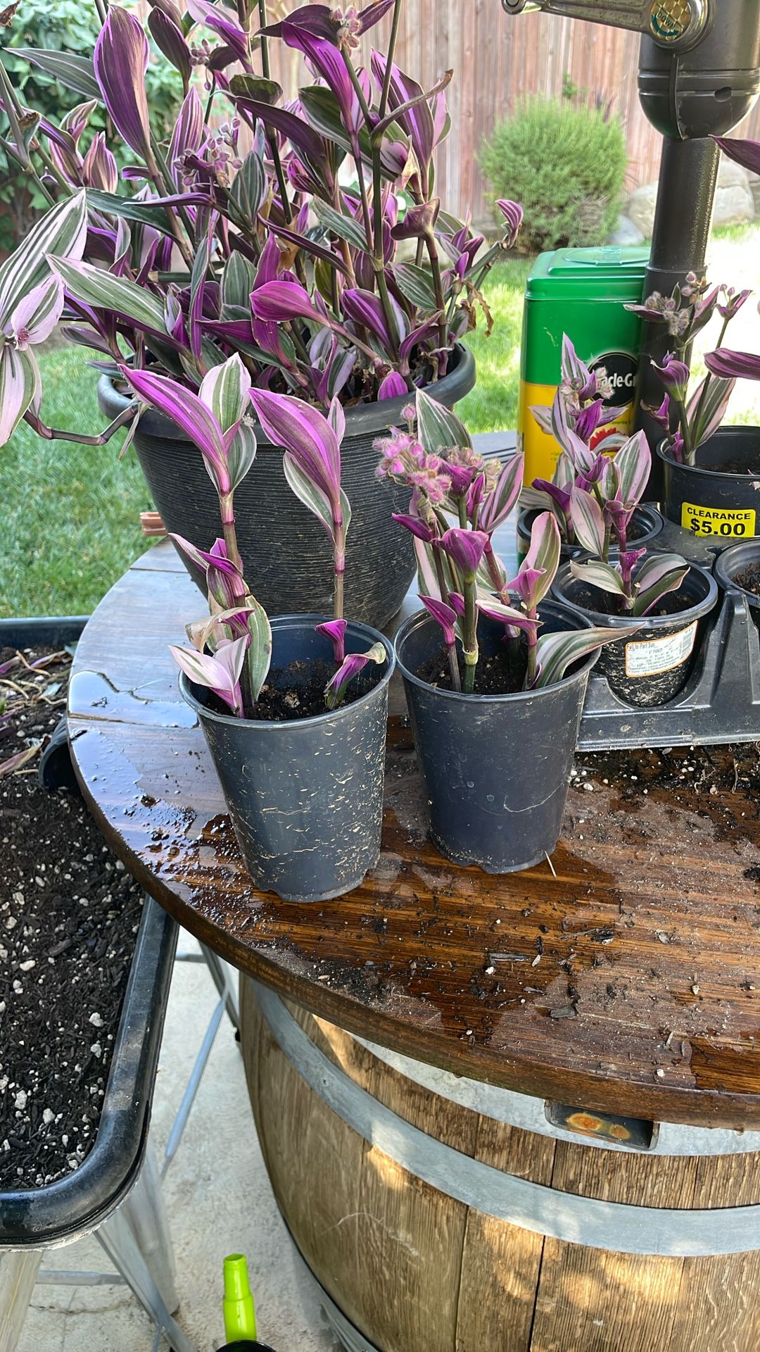 Nanook plant $9 or 2 for $15
