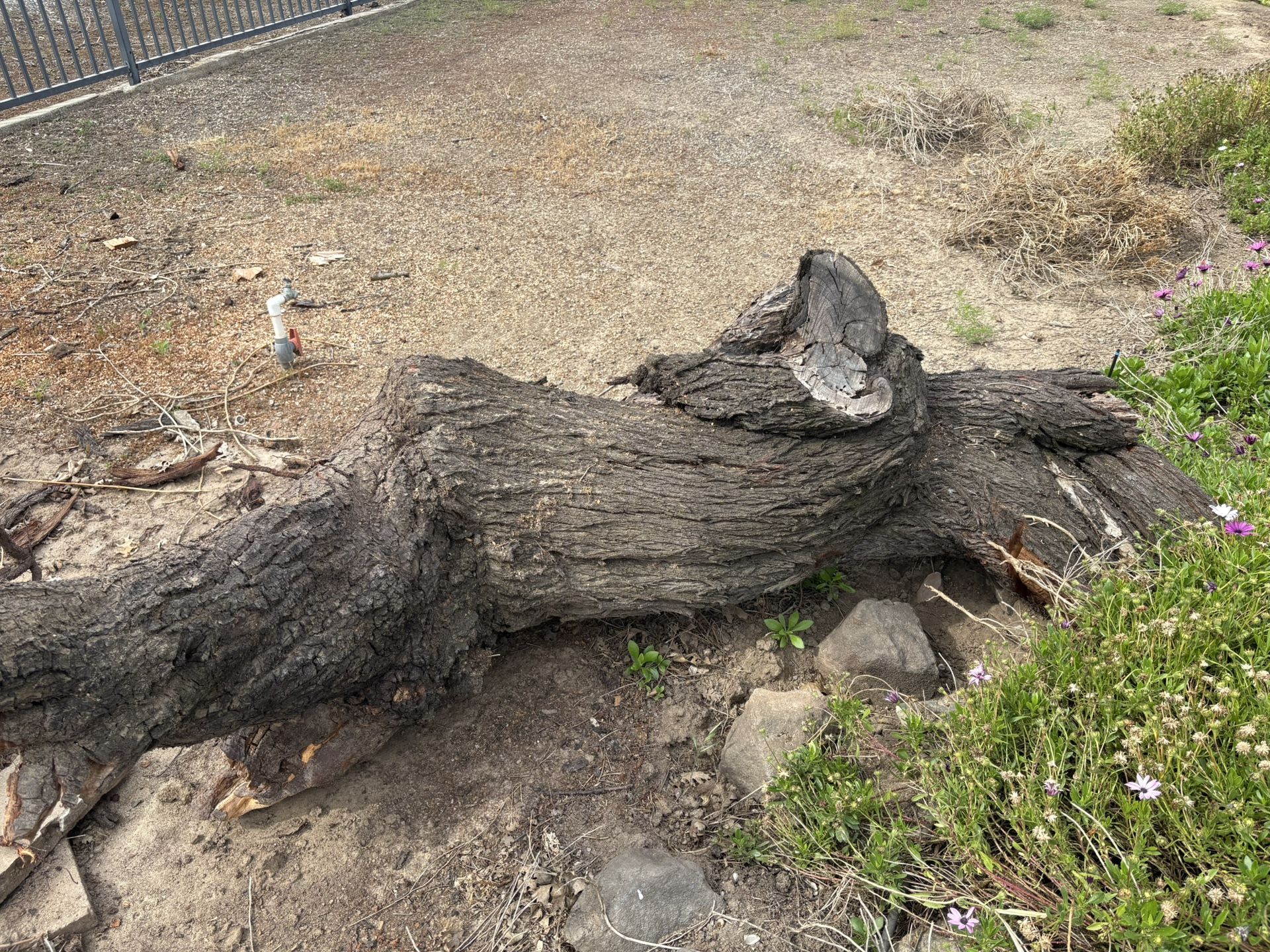 FREE!!!Almond Tree Stump Free!!!