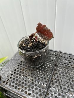 Begonia Cutting (Red Polka-Dot Leaf)