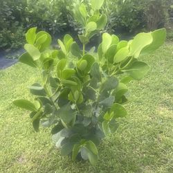 CLUSIA PLANT (3 Gallon Pot 2 Ft Tall) makes cool hedging for walk or drive way also garden border