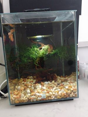 New And Used Fish Tank Decorations For Sale In Colton Ca Offerup