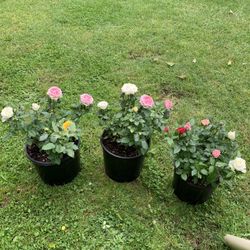Outdoor rose 