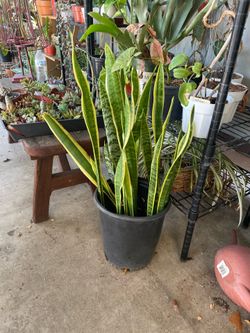 Sansaveria plant