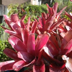 Fireball Bromeliads Landscape Plant