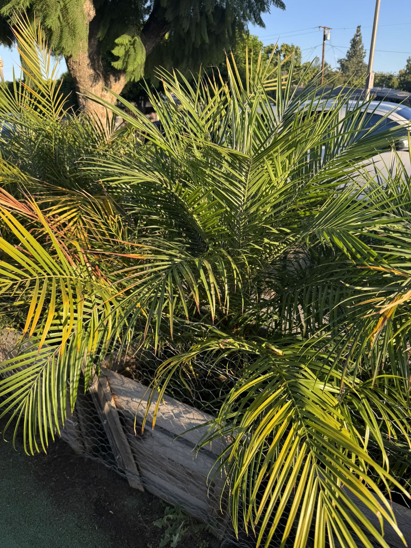 Column Trees And Some Pigmy Palms.