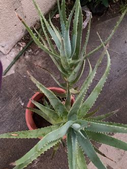 Plant tall 30”