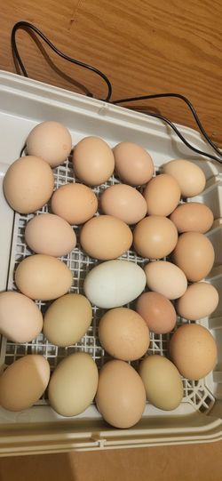 Hatching Eggs