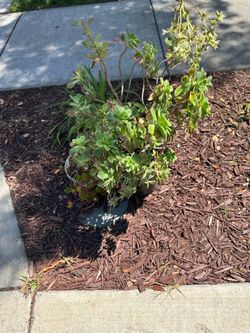 FREE Succulent Plant (Aeonium)  and other small succulent in small pot – Curb Pickup 🌿