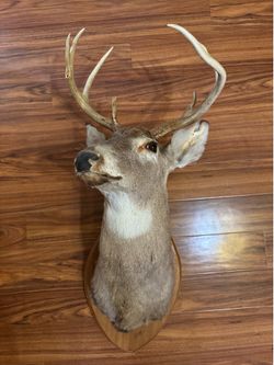 Taxidermy Deer head