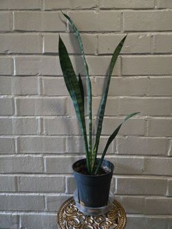 Large Snake Plant with New Pup Stem in Pot