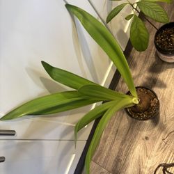 Set Of Indoor Plants