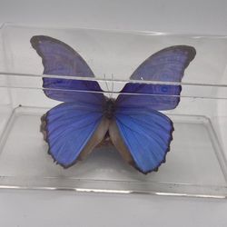 Butterfly Taxidermy Acrylic Box Purple Blue Iridescent Morpho On Wood Signed 01’