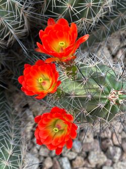 Claret Cup Hedgehog Seeds (50)