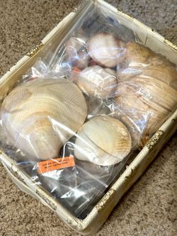 Lot of 241 Vintage Seashells