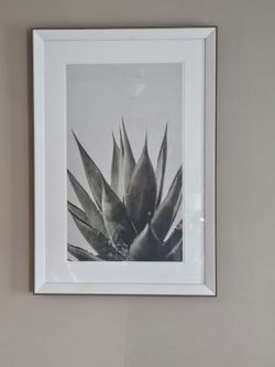Picture of plant