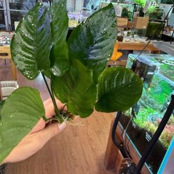 XL Anubias Aquatic Plant - Epipyte Aquarium Plant For Aquascape Planted Fish Tank