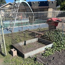 Rooster Cages 