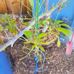 Hass AVOCADO TREE 