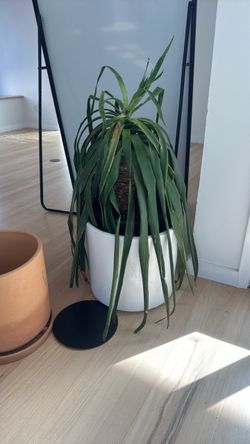High quality ceramic planters and plants