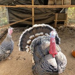 Royal Palm /heritage  Turkey Hatching Eggs