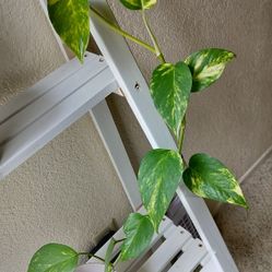 Pothos plant with pot/ decorative stones included/ new