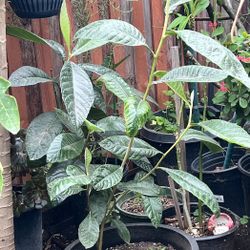 NÃsperos (Loquat) Plant