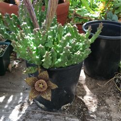 Starfish Succulent 