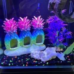 Aquarium Accessories - Everything 