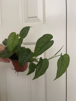 Monstera Siltipecana plant