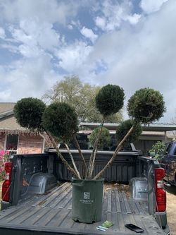 Mint Julep Juniper Pom Pom