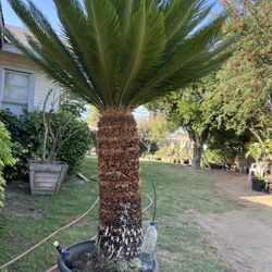 All Plants For Sale 