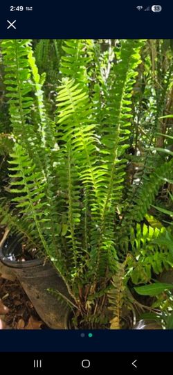 Elechos.  Chico X 4 Y Grande Por 9 Cada Uno.  