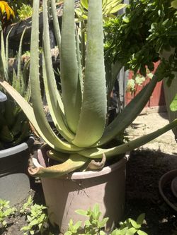 Large Potted Aloe