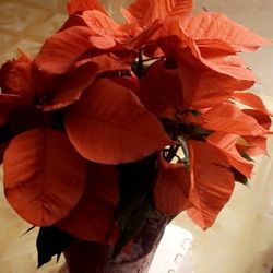 Flowers Noche Buena