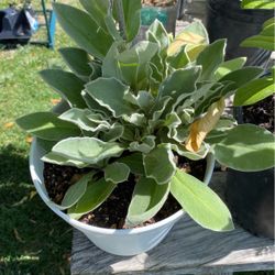 Silene Coronaria Plant