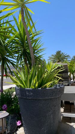 Yuca plant