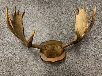 7 point Moose Antlers  Rack